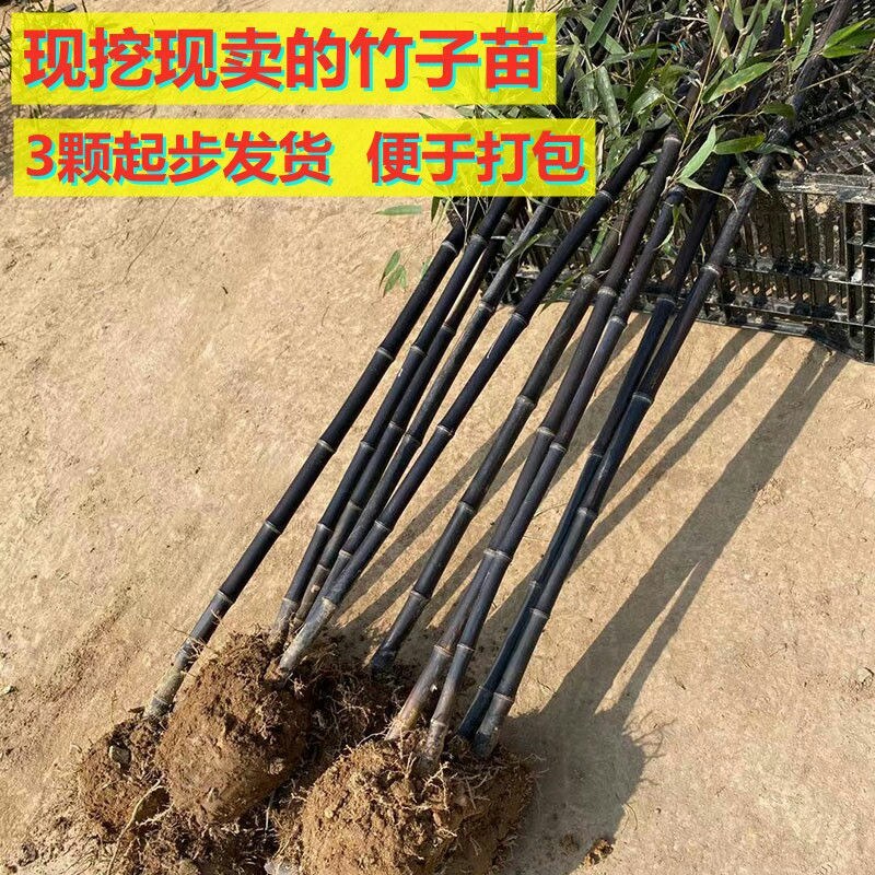 竹子一年四季不落叶四季竹竹子规格齐全带泥土发货