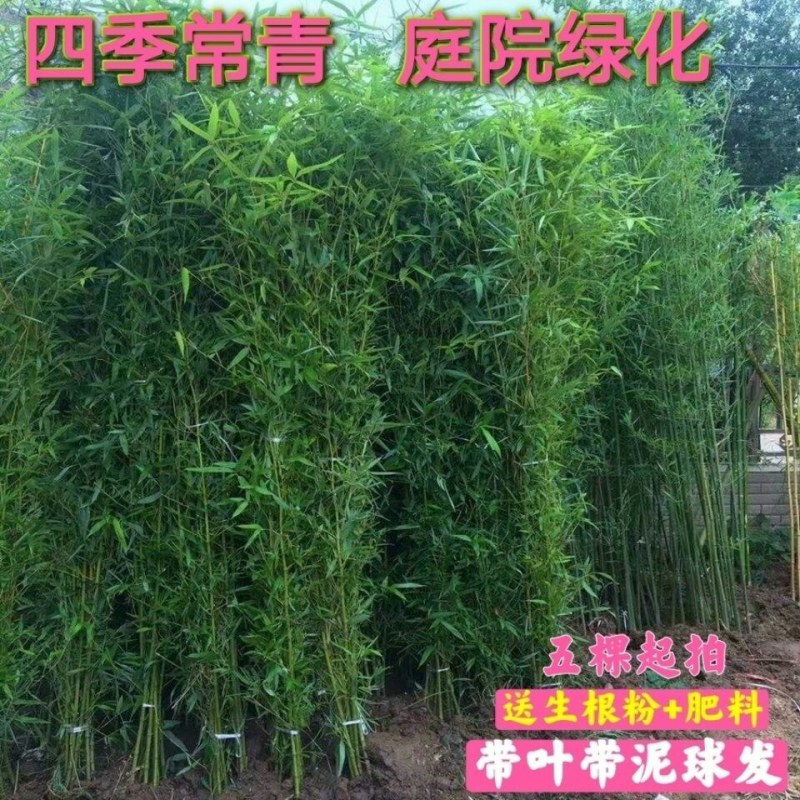 竹子一年四季不落叶四季竹竹子规格齐全带泥土发货