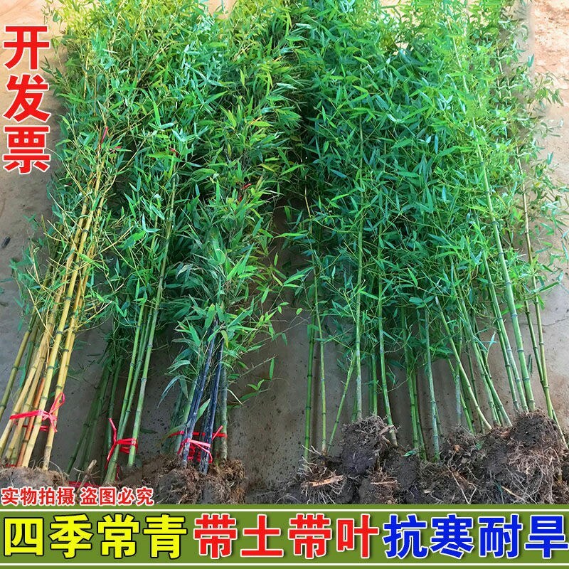 竹子一年四季不落叶四季竹竹子规格齐全带泥土发货