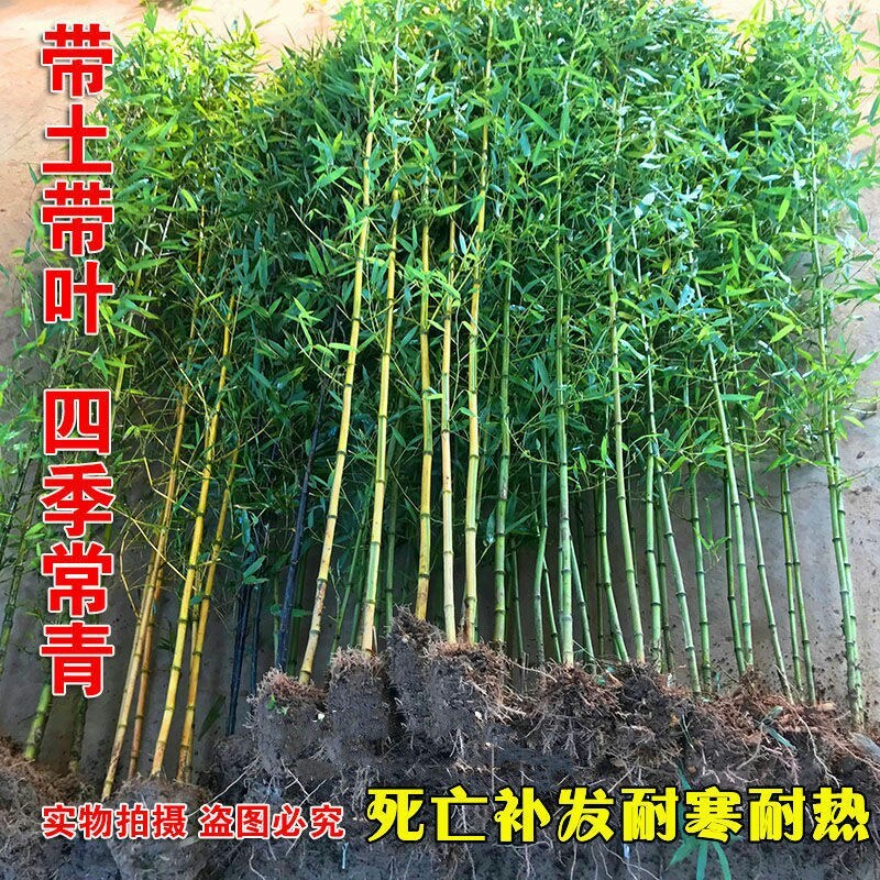 竹子一年四季不落叶四季竹竹子规格齐全带泥土发货
