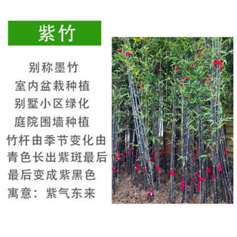 竹子一年四季不落叶四季竹竹子规格齐全带泥土发货