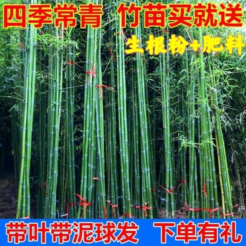 竹子一年四季不落叶四季竹竹子规格齐全带泥土发货