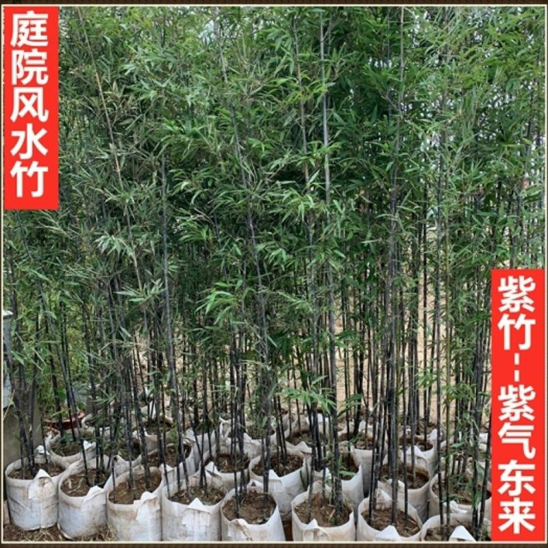 竹子一年四季不落叶四季竹竹子规格齐全带泥土发货