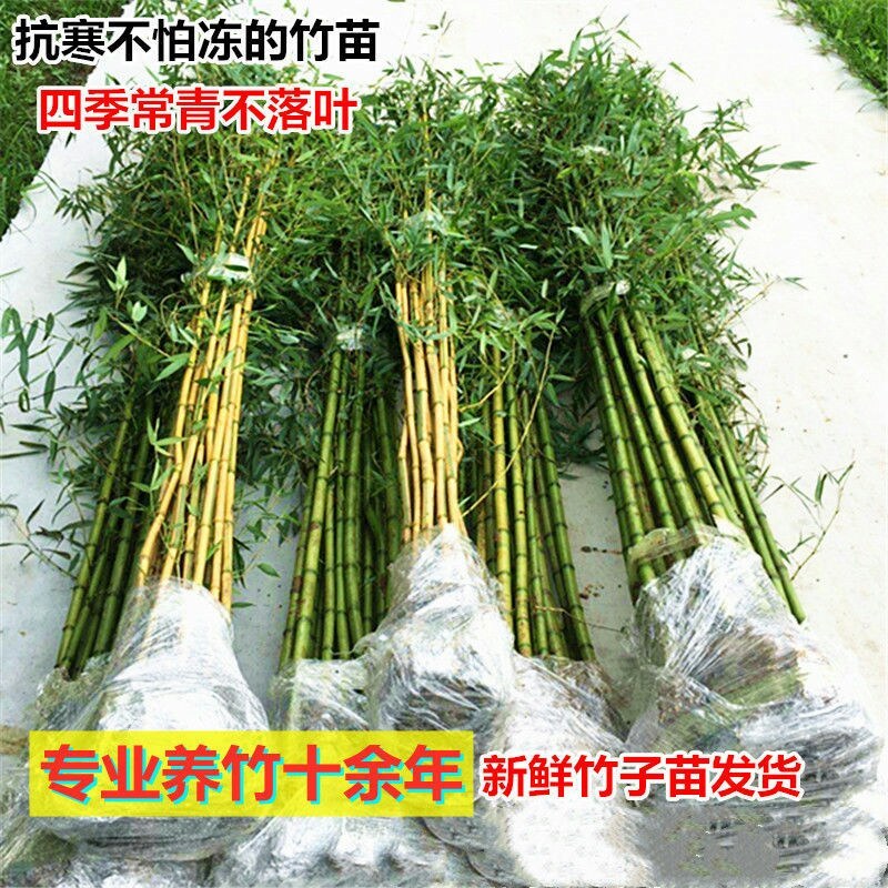竹子一年四季不落叶四季竹竹子规格齐全带泥土发货
