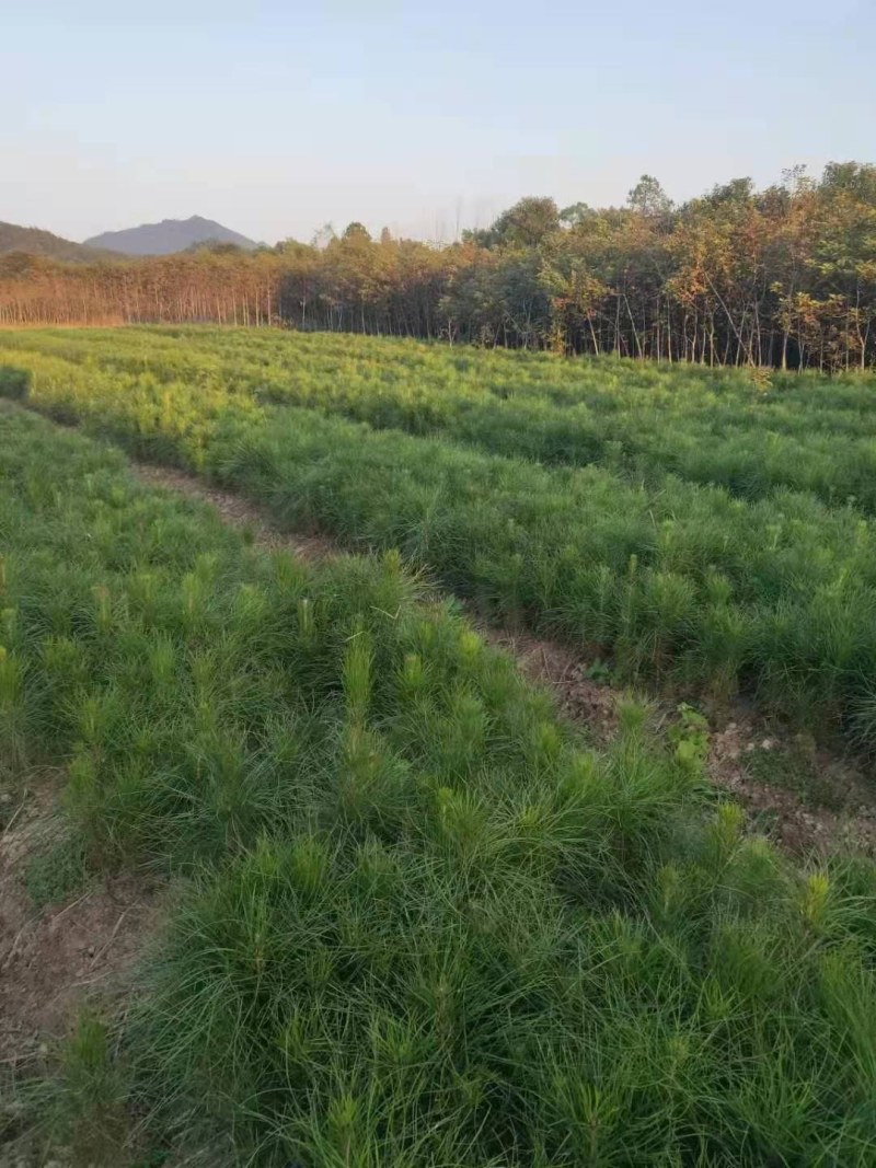 湿地松裸根地苗大量供应