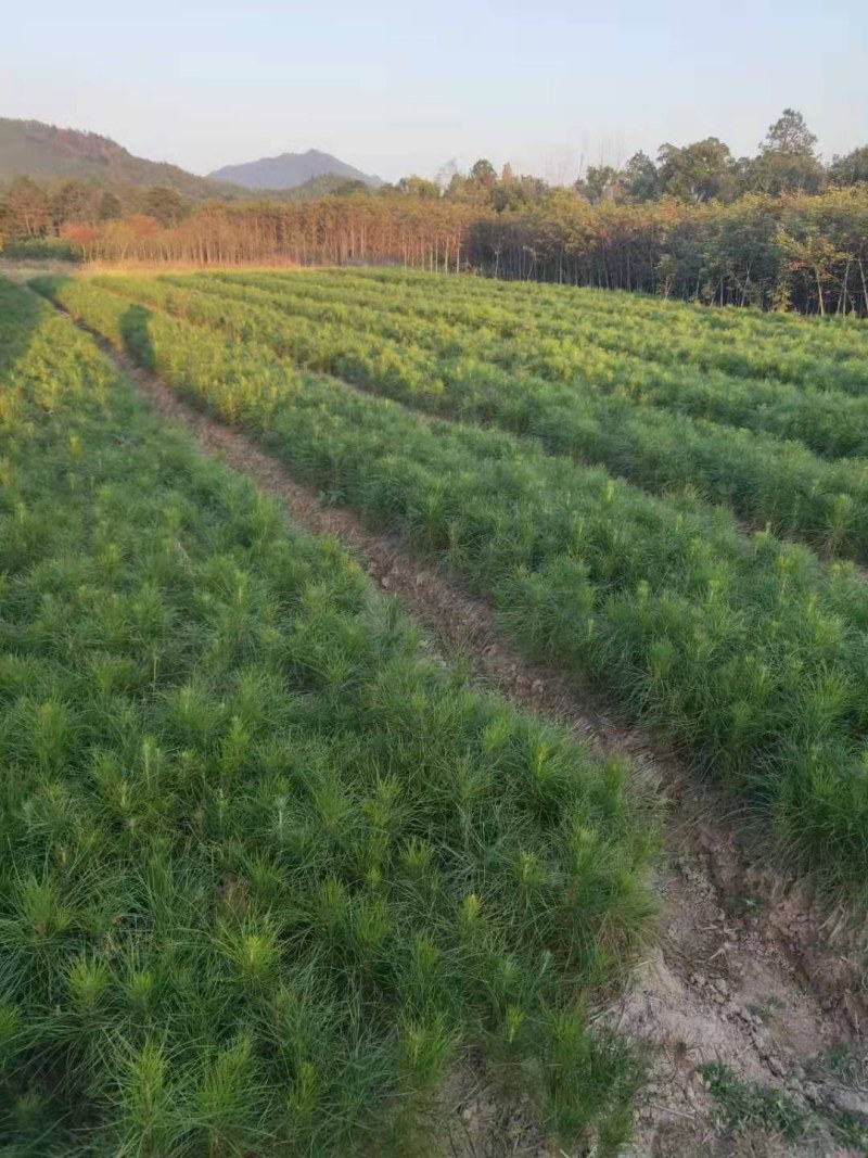 湿地松裸根地苗大量供应