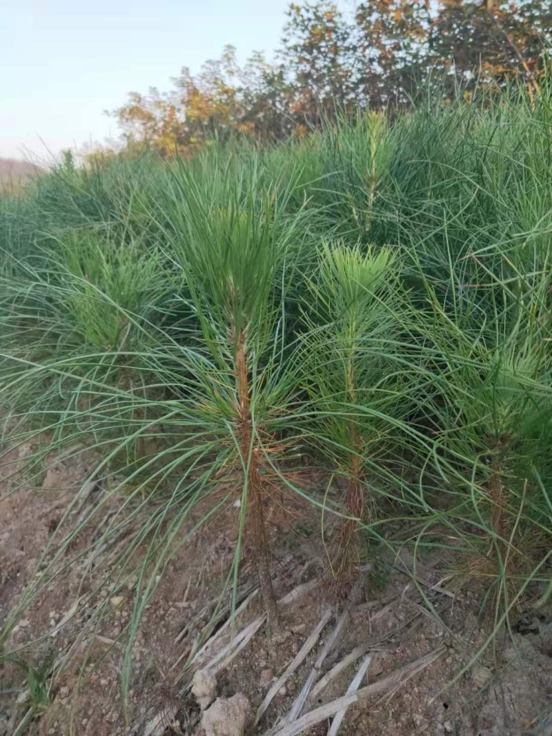 湿地松裸根地苗大量供应