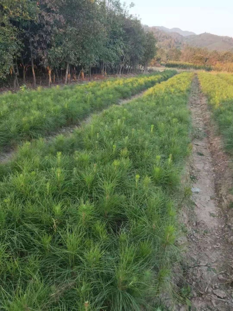 湿地松裸根地苗大量供应