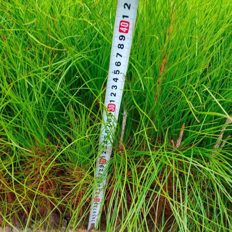 湿地松裸根地苗大量供应
