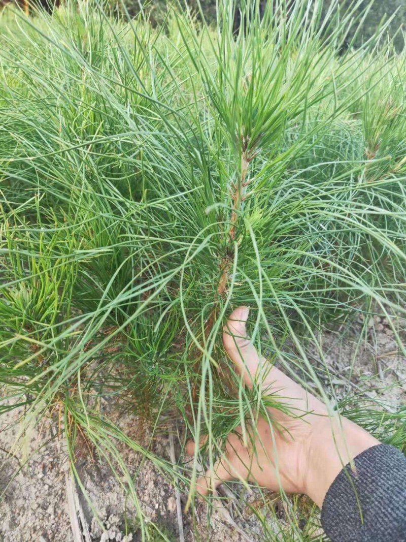 湿地松裸根地苗大量供应