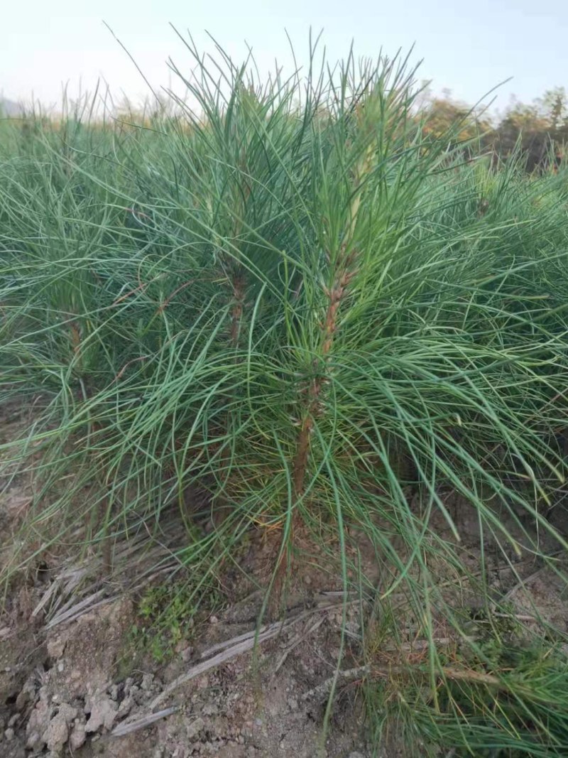 湿地松裸根地苗大量供应