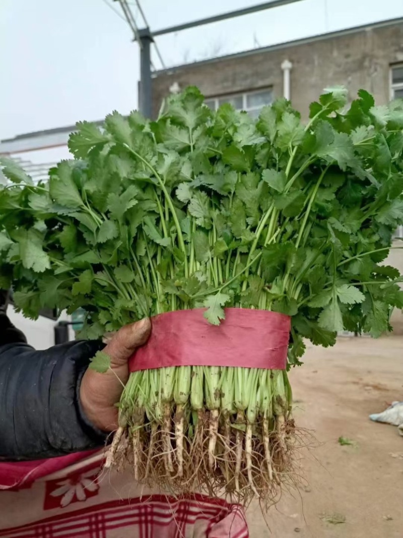 精品香菜。大量有货。超市专供，发往各大市场，价格便宜。