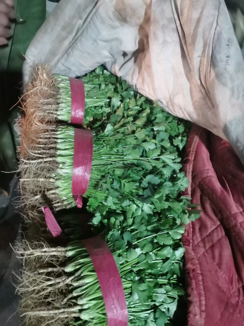 精品香菜。大量有货。超市专供，发往各大市场，价格便宜。
