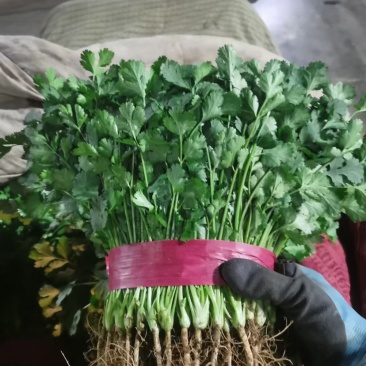 精品香菜。大量有货。超市专供，发往各大市场，价格便宜。