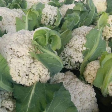 松花菜，小米花，产地直销，质量保证，欢迎新老客户前来选购