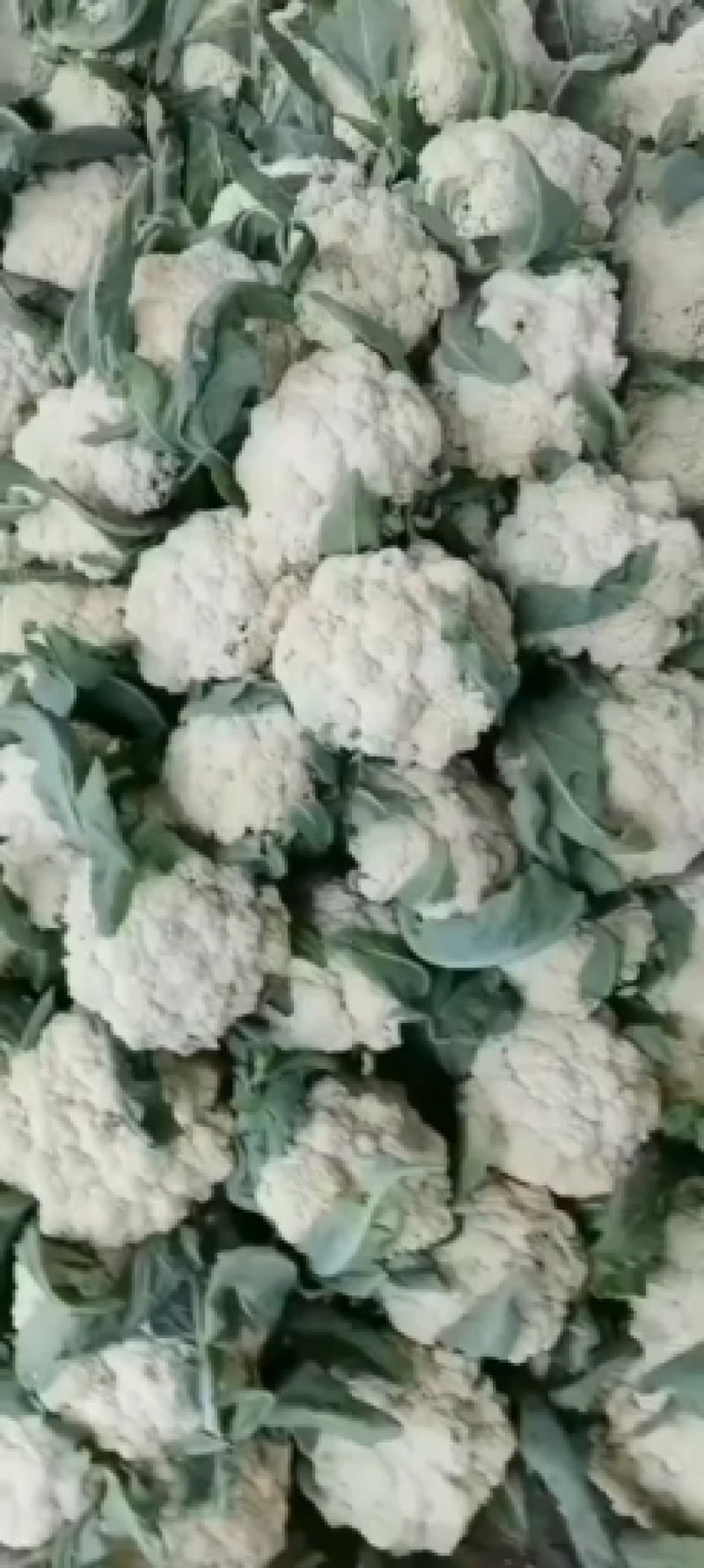 松花菜，小米花，产地直销，质量保证，欢迎新老客户前来选购