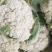 松花菜，小米花，产地直销，质量保证，欢迎新老客户前来选购