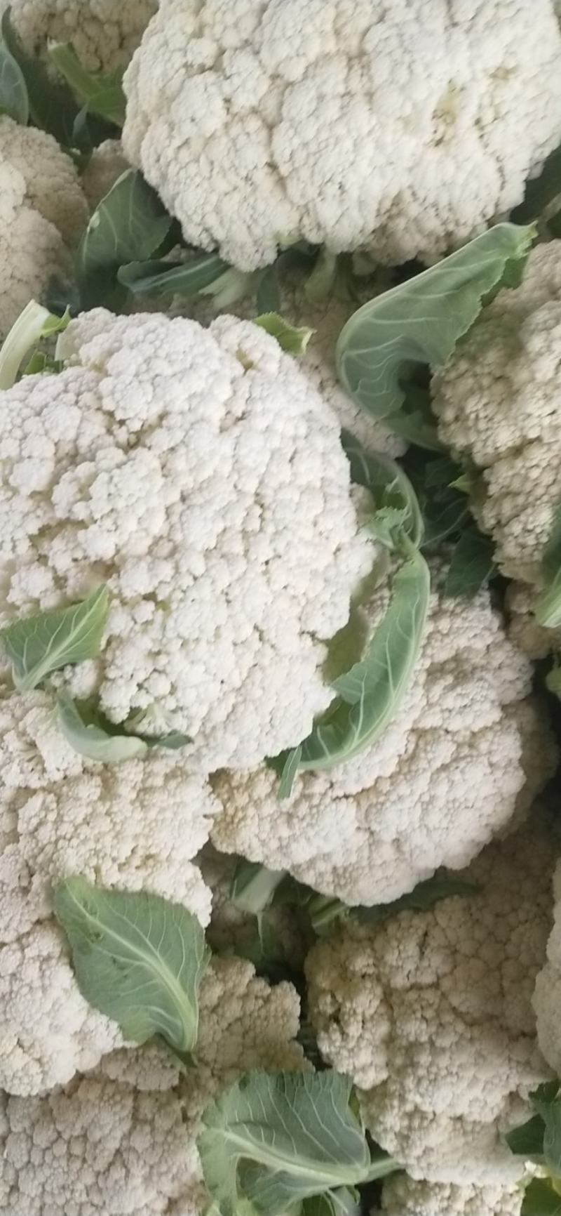 松花菜，小米花，产地直销，质量保证，欢迎新老客户前来选购