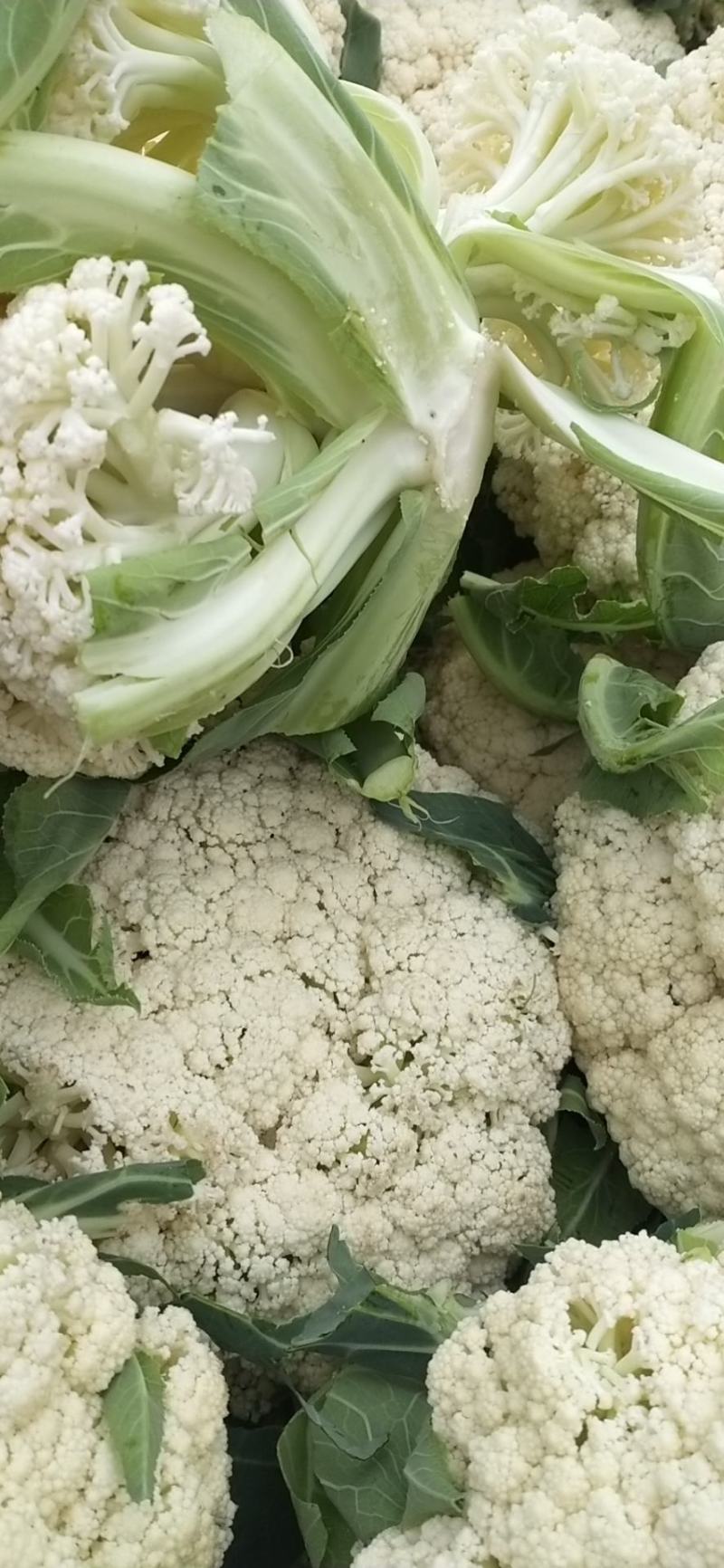 松花菜，小米花，产地直销，质量保证，欢迎新老客户前来选购