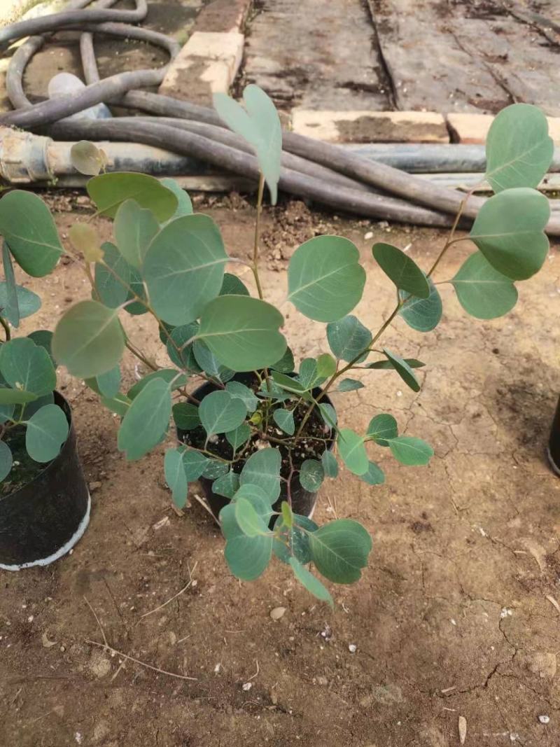 优质尤加利盆栽品种多成活率高基地直发