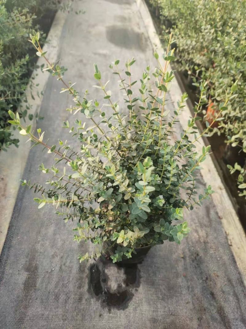 优质尤加利盆栽品种多成活率高基地直发