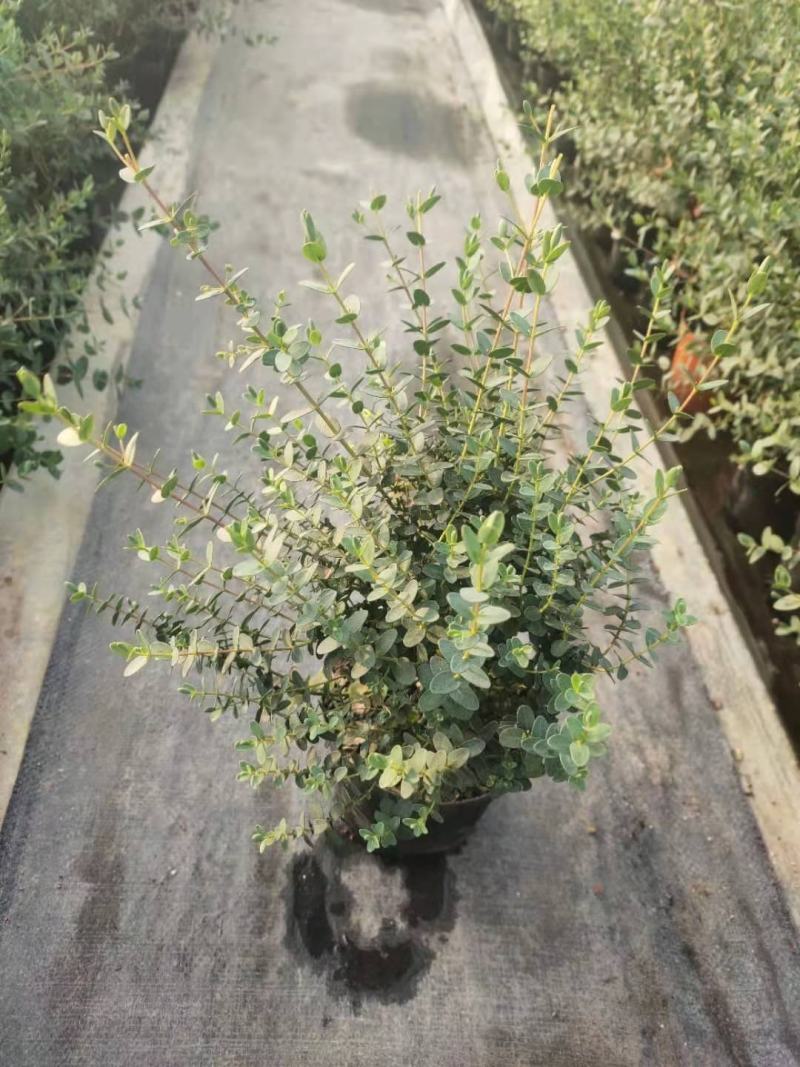 优质尤加利盆栽品种多成活率高基地直发