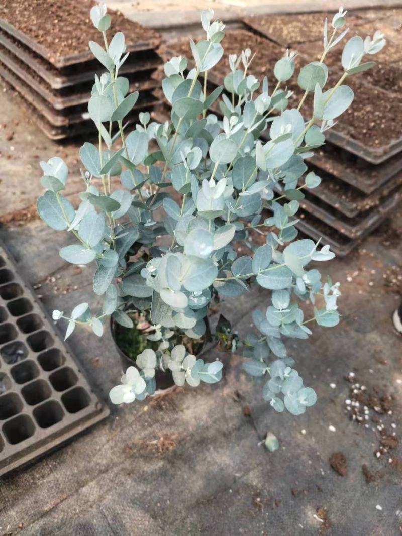 优质尤加利盆栽品种多成活率高基地直发