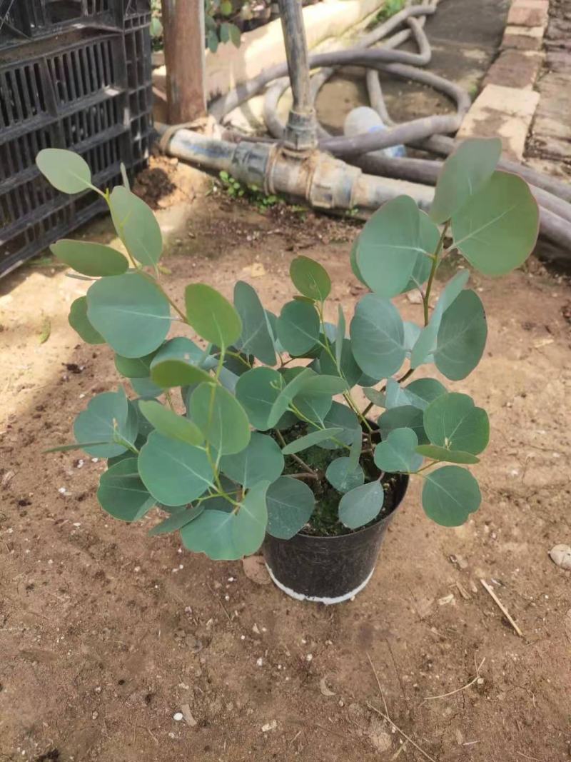 优质尤加利盆栽品种多成活率高基地直发