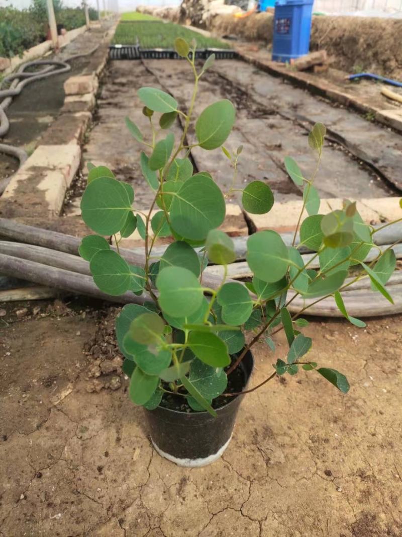 优质尤加利盆栽品种多成活率高基地直发