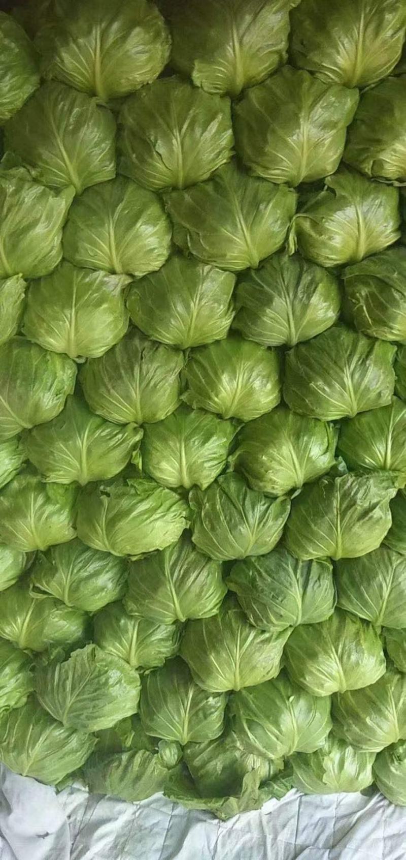 精品圆包菜，甘蓝，一手货源，量大质优，欢迎前来选购，