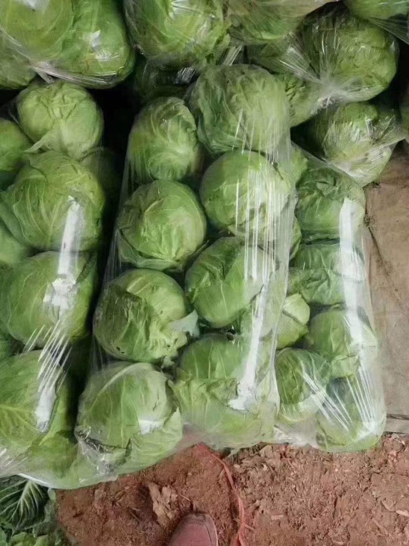 精品圆包菜，甘蓝，一手货源，量大质优，欢迎前来选购，