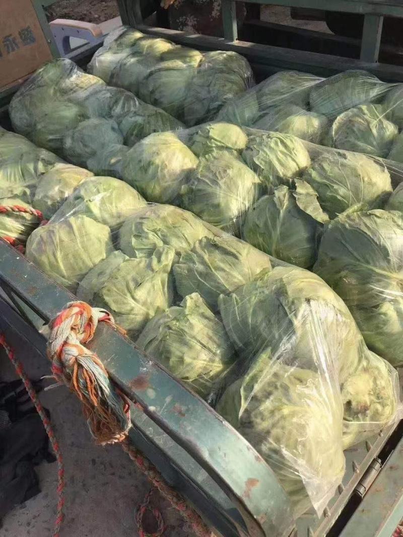 精品圆包菜，甘蓝，一手货源，量大质优，欢迎前来选购，