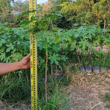 澳洲火焰木(18公分杯苗)