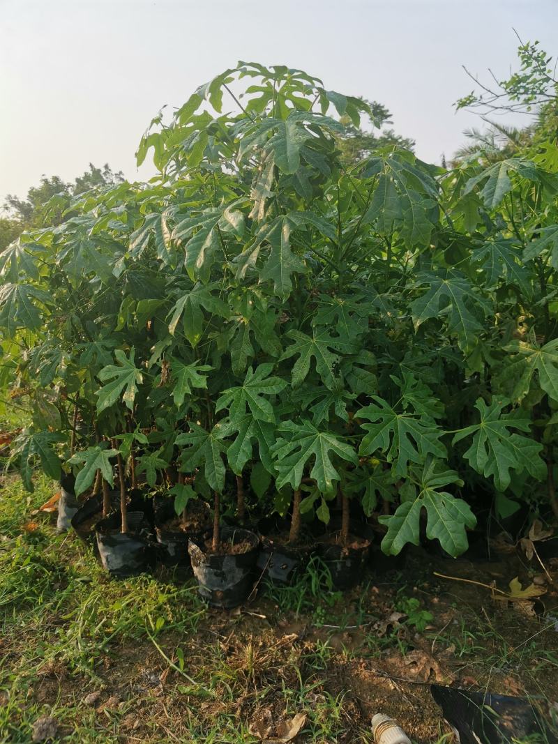 澳洲火焰木(18公分杯苗)
