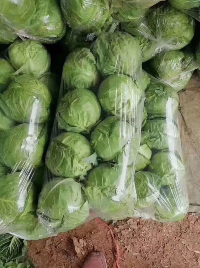 精品甘蓝，量大货好，产地直发，欢迎实地考察
