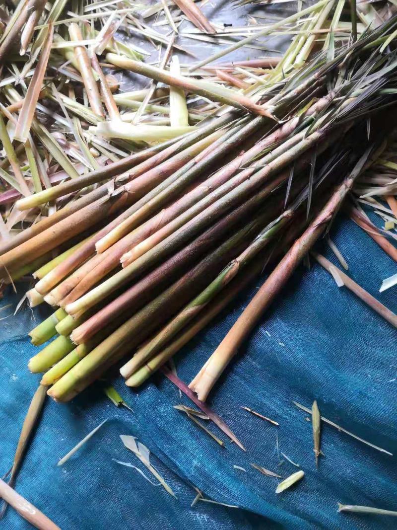 新鲜竹笋野生竹笋带壳