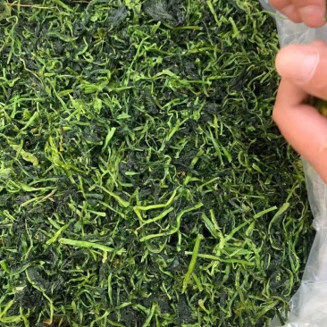 2021年脱水雪菜万年青