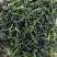 2021年脱水雪菜万年青