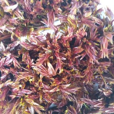 香椿芽产地直销，代收批发全国各地，欢迎订购