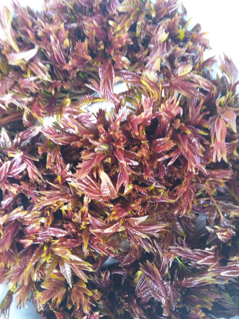 香椿芽产地直销，代收批发全国各地，欢迎订购