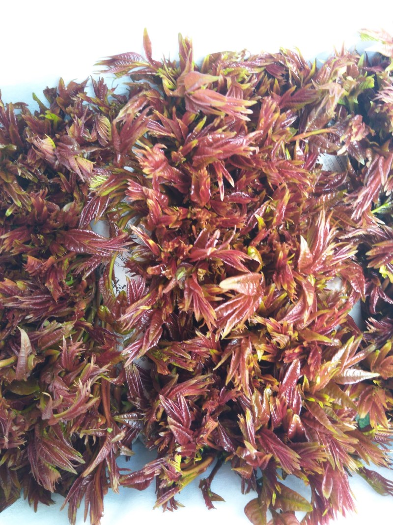 香椿芽产地直销，代收批发全国各地，欢迎订购