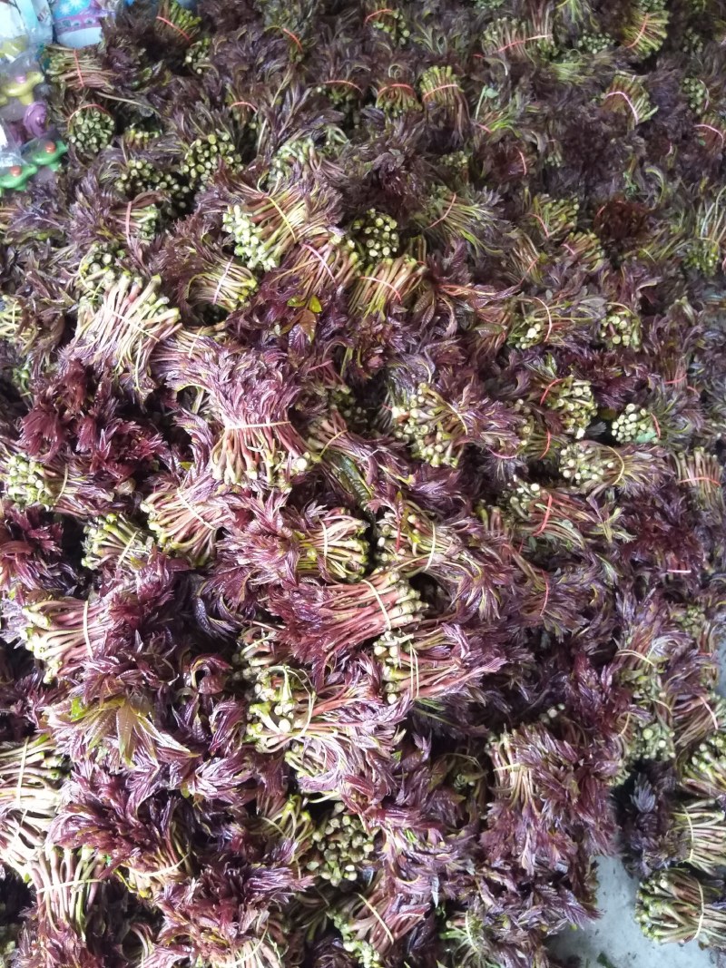 香椿芽产地直销，代收批发全国各地，欢迎订购