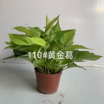 黄金葛绿萝盆栽办公室中小型绿色花草植物基地直供