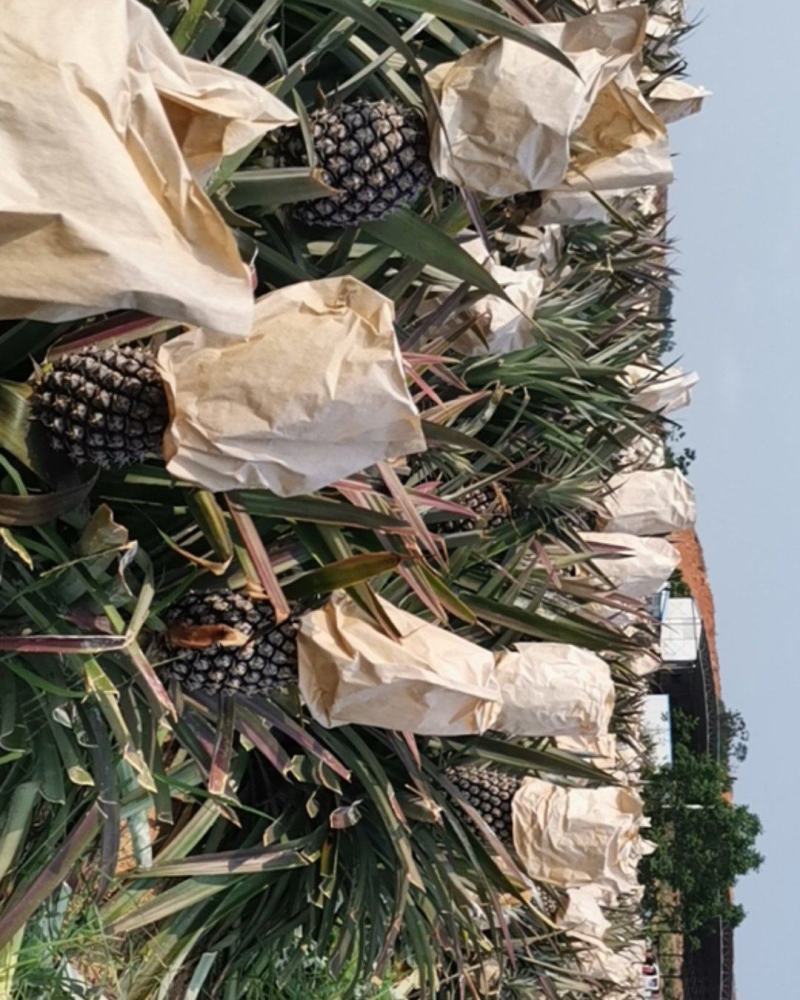 正宗海南金钻17号凤梨自然熟，口感好。20件起