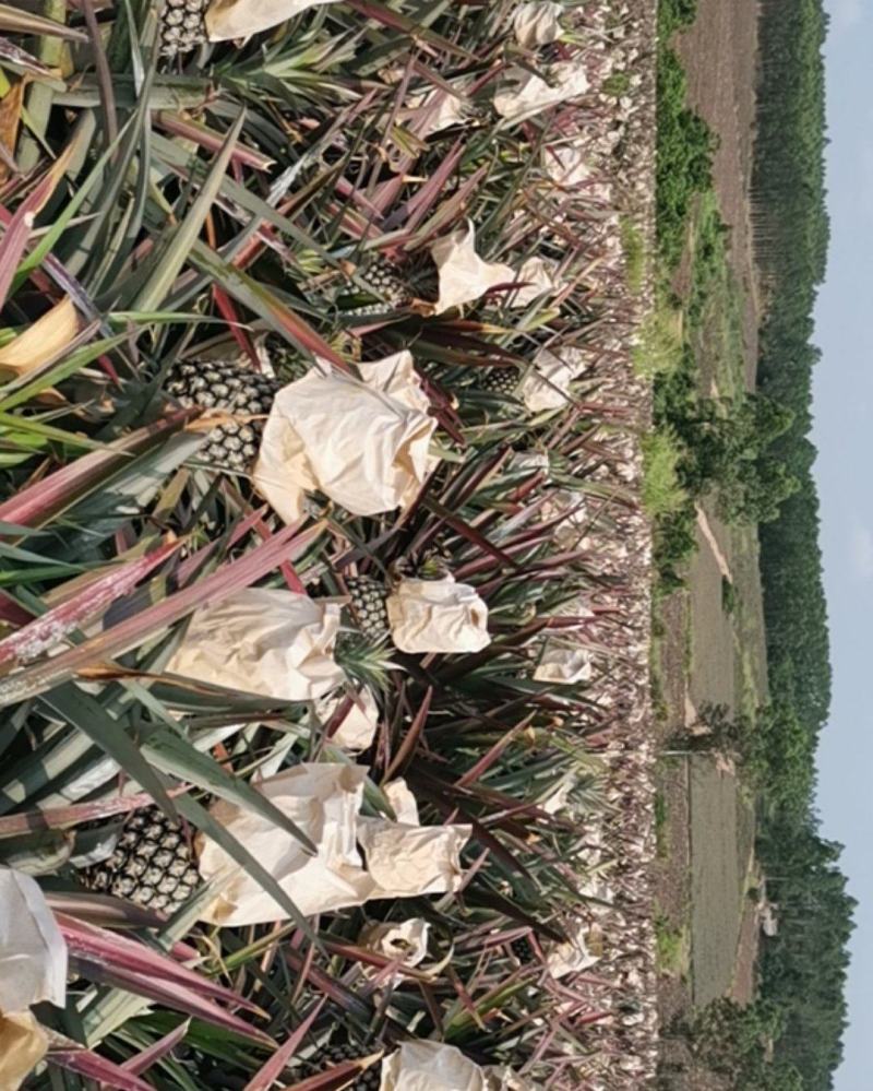 正宗海南金钻17号凤梨自然熟，口感好。20件起