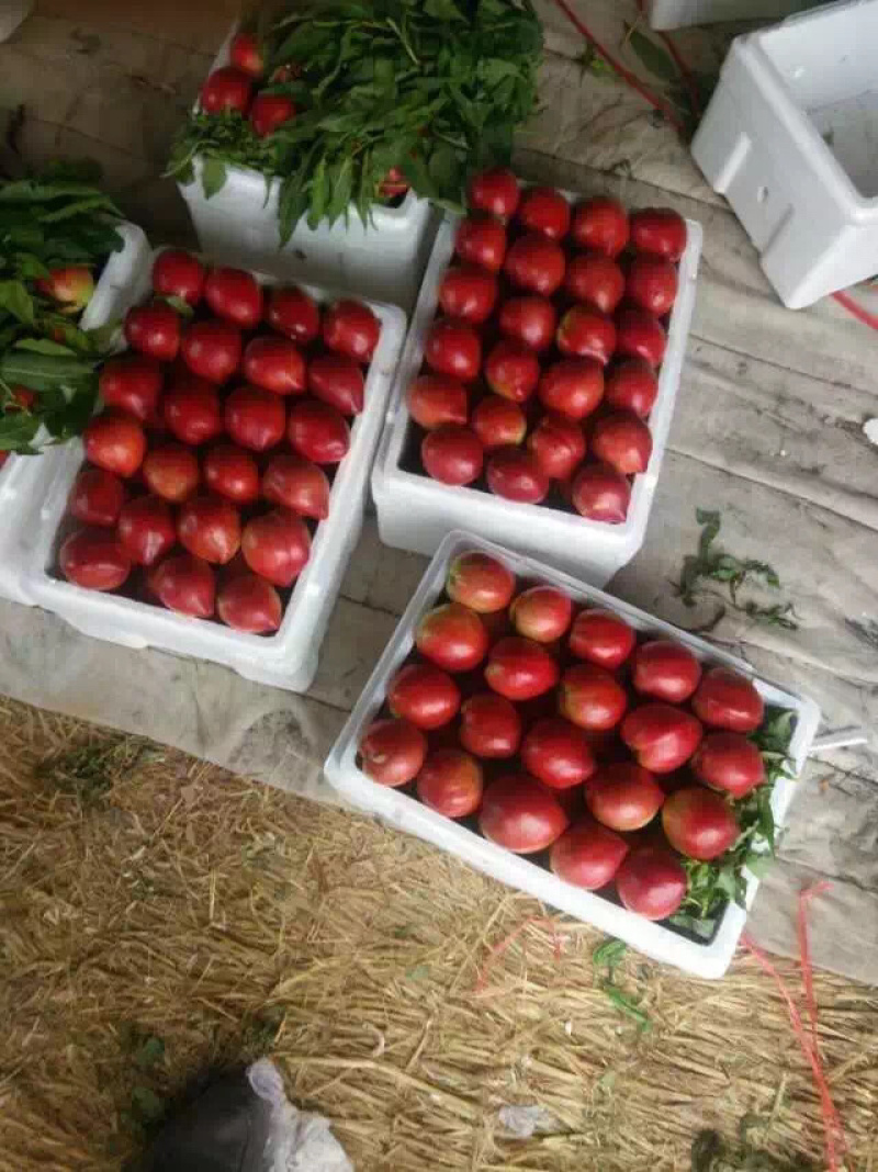 油桃大量现货上市一手货源