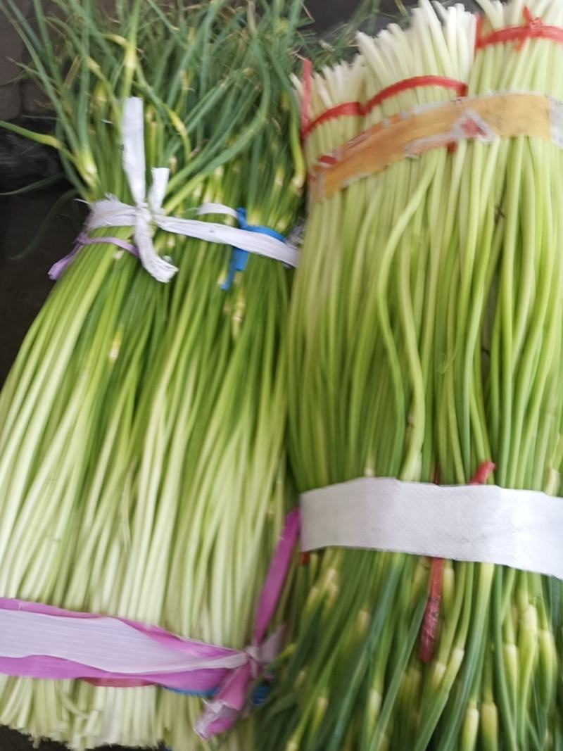 蒜薹现在现货45公分长以上现在正在现货中