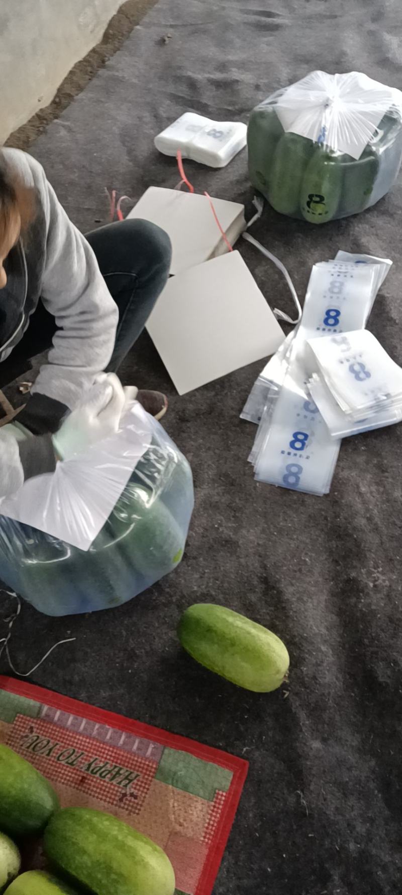 山东省青州市精品冬瓜大量上市