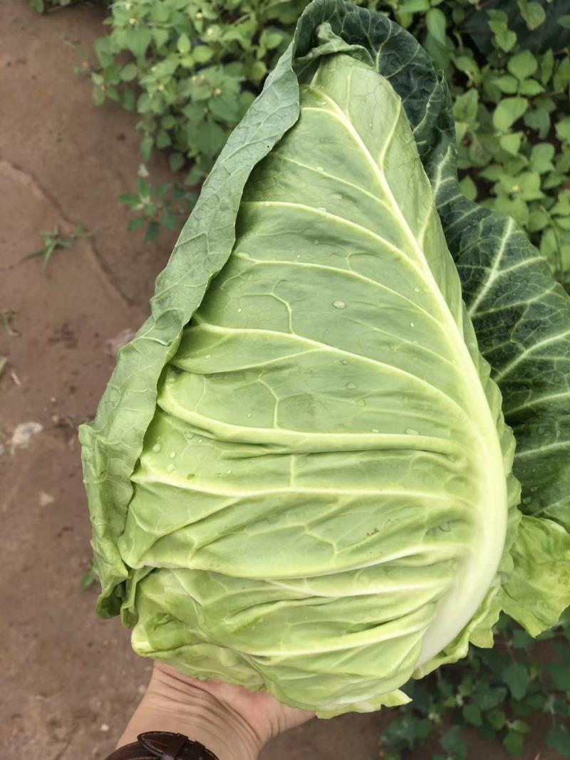 牛心甘蓝种子鸡心甘蓝种子牛心莲花白种子鸡心莲花白种子