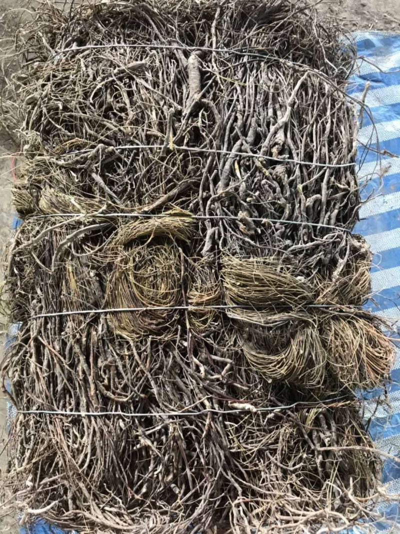 进口泰国鸡骨草，干货一手货源底于市场价